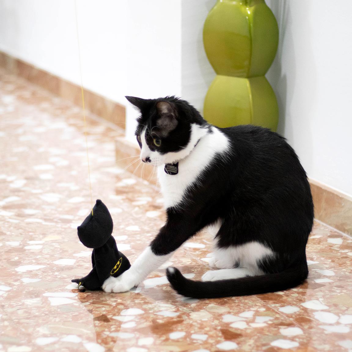 Coffret cadeau chat Batman : jouet canne à pêche Batman